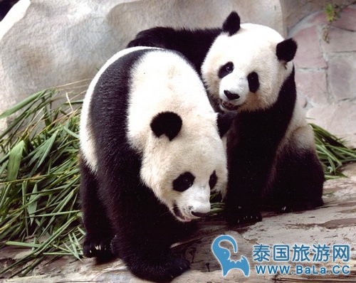 清迈动物园大熊猫将搬至户外活动 感受冬季变化