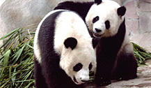 清迈动物园大熊猫将搬至户外活动 感受冬季变化