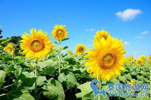 考艾向日葵田