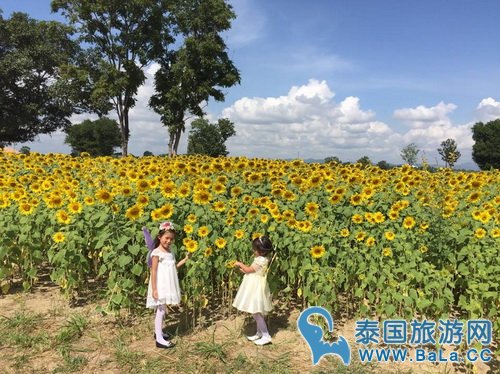 考艾向日葵田