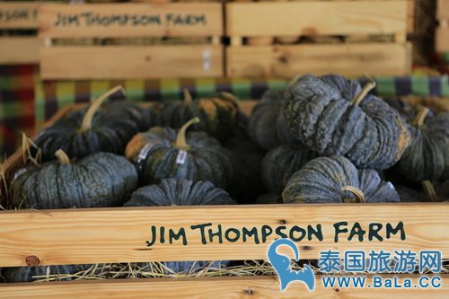 今年泰丝大王农场Jim Thompson Farm开放时间定为12月3号