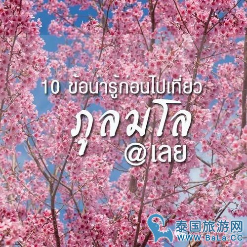 泰国10大赏樱花圣地 这个冬季你准备去看最美樱花了吗？