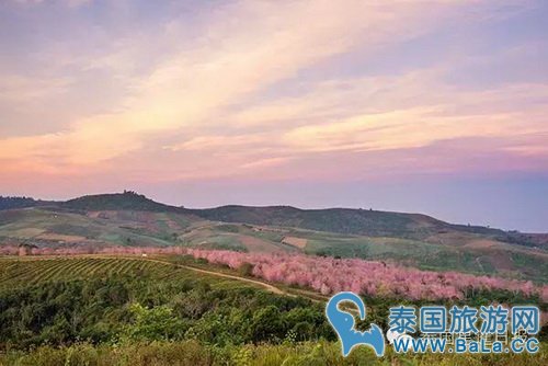 泰国10大赏樱花圣地 这个冬季你准备去看最美樱花了吗?