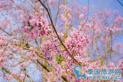 泰国10大赏樱花圣地 这个冬季你准备去看最美樱花了吗?