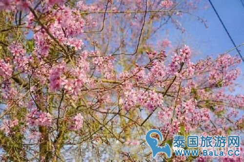 泰国10大赏樱花圣地 这个冬季你准备去看最美樱花了吗?