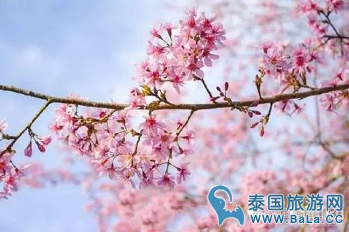 泰国10大赏樱花圣地 这个冬季你准备去看最美樱花了吗?