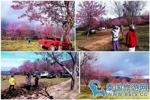 泰国10大赏樱花圣地 这个冬季你准备去看最美樱花了吗？