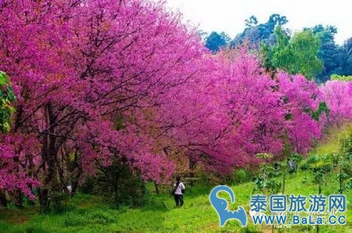 泰国10大赏樱花圣地 这个冬季你准备去看最美樱花了吗?