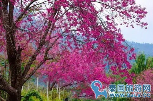 泰国10大赏樱花圣地 这个冬季你准备去看最美樱花了吗?