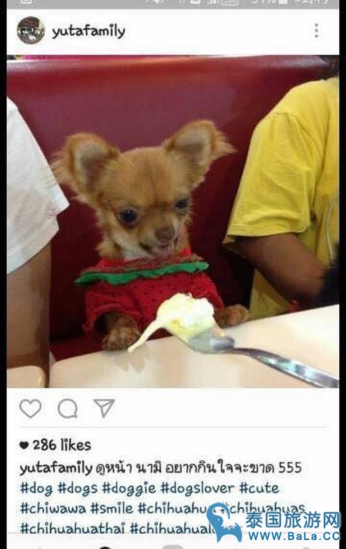 泰国一Swensen\s冰淇淋店人狗公用一勺视频被疯传 爱狗爱到无节操