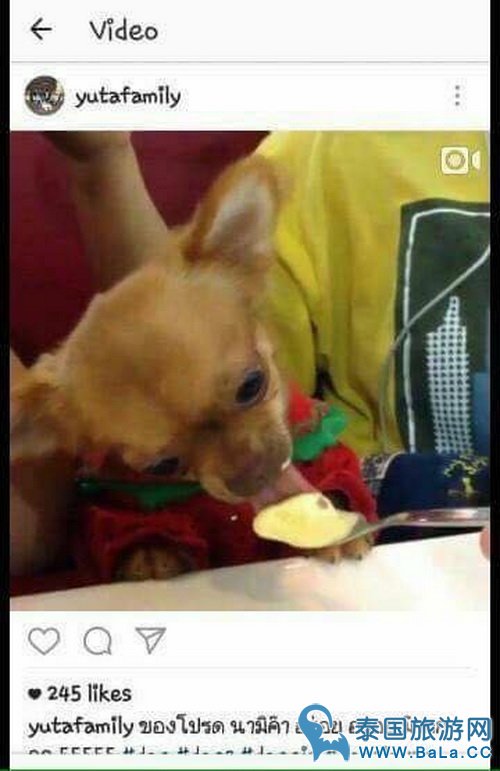 泰国一Swensen\s冰淇淋店人狗公用一勺视频被疯传 爱狗爱到无节操