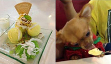 泰国一Swensens冰淇淋店人狗公用一勺视频被疯传 爱狗爱到无节操