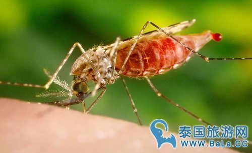 泰国户外森林旅游活动 注意防蚊虫叮咬防疟疾
