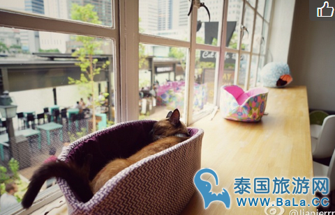 新加坡第一家猫咪咖啡馆Neko no Niwa   爱猫者的天堂