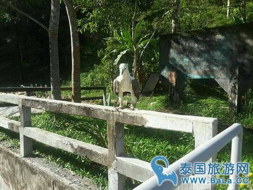 普吉岛近日出行多起鹰伤人事件 市民游客注意安全