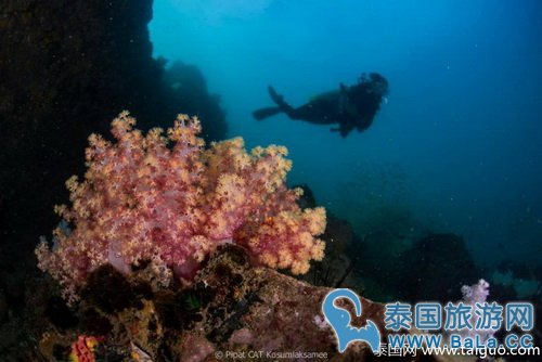泰国沙墩府现罕见七彩珊瑚
