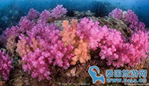 泰国沙墩府现新的世界级潜水地 众多罕见七彩珊瑚