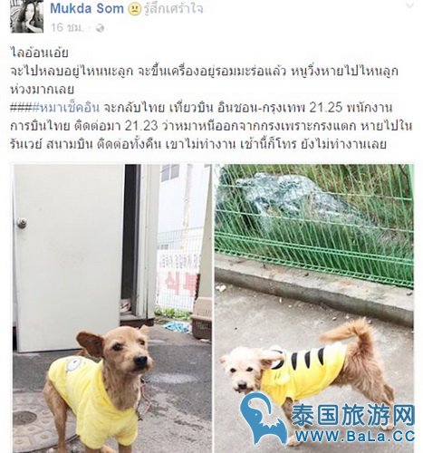 泰国游客宠物狗在韩国机场被击毙 韩方称为了安全起见