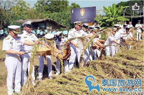 泰国皇家海军举行“随父割稻”活动    唱国王赞歌《颂圣歌》