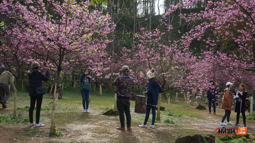 清迈樱花