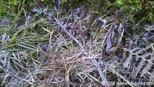 清迈因他农山游客爆满 旅游大巴禁止上山