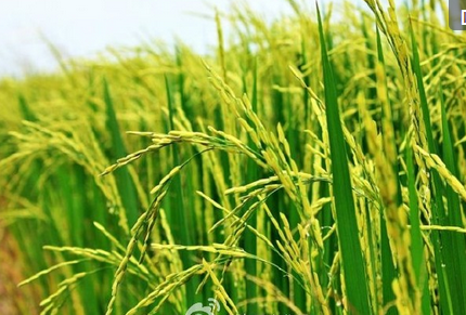 泰国大米哪种品种的最好吃？泰国茉莉香米全球市占率稳居第一