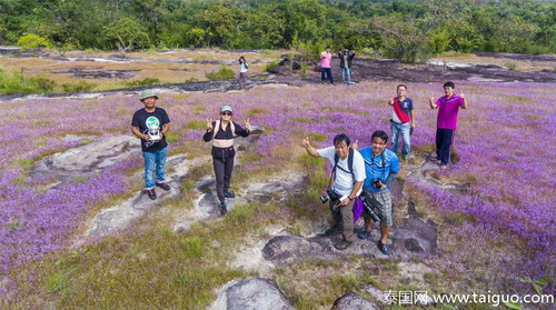 泰国跨年去乌汶府看紫色花海和漫天繁星