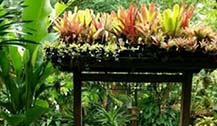 甲米一宅院上万株菠萝科植物  五颜六色引市民围观