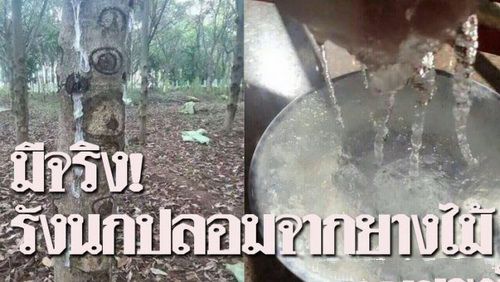  泰国假燕窝原为树枝 游客谨慎购买燕窝