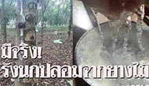 泰国假燕窝原为树枝 游客谨慎购买燕窝