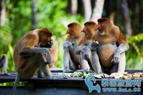 巴沙美景和美食 足以让人为之流连忘返