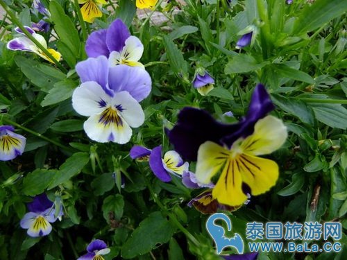 清迈蒲屏皇宫怎么玩?带你探访清迈最美花园行宫