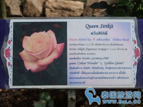 清迈蒲屏皇宫怎么玩?带你探访清迈最美花园行宫