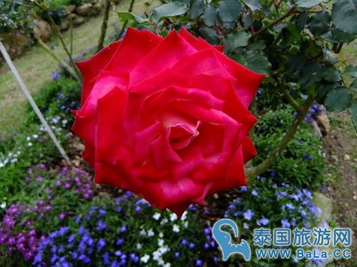 清迈蒲屏皇宫怎么玩?带你探访清迈最美花园行宫