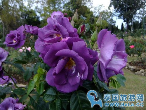清迈蒲屏皇宫怎么玩?带你探访清迈最美花园行宫