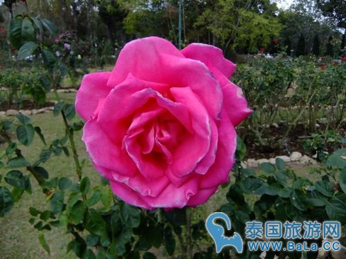 清迈蒲屏皇宫怎么玩?带你探访清迈最美花园行宫