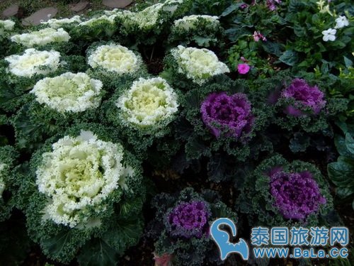 清迈蒲屏皇宫怎么玩?带你探访清迈最美花园行宫