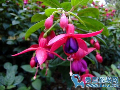 清迈蒲屏皇宫怎么玩?带你探访清迈最美花园行宫