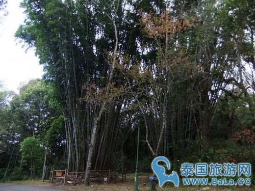 清迈蒲屏皇宫怎么玩?带你探访清迈最美花园行宫