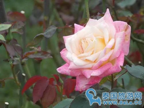 清迈蒲屏皇宫怎么玩?带你探访清迈最美花园行宫