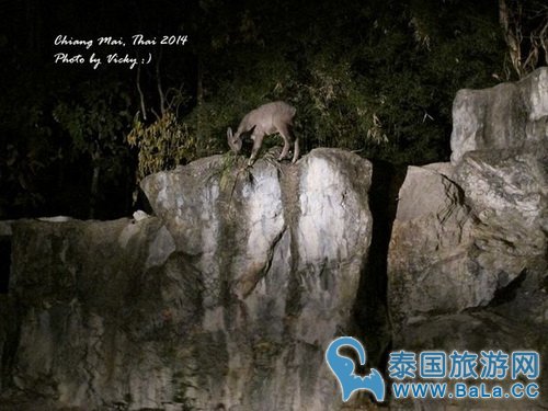 清迈夜间攻略详细版(交通、门票、官网、时间表)