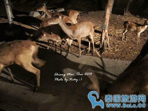 清迈夜间攻略详细版(交通、门票、官网、时间表)