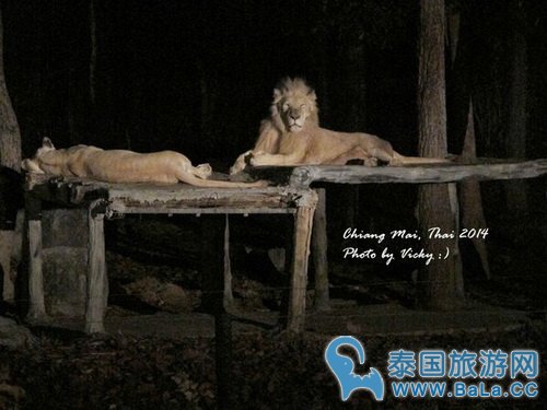 清迈夜间攻略详细版(交通、门票、官网、时间表)