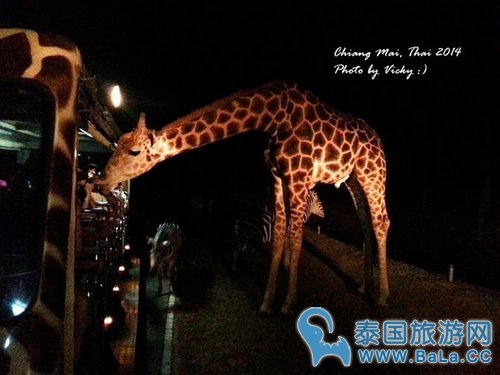 清迈夜间攻略详细版(交通、门票、官网、时间表)