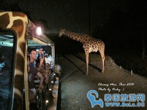 清迈夜间攻略详细版(交通、门票、官网、时间表)