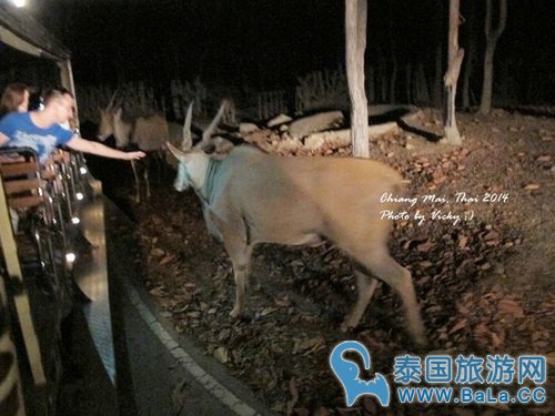 清迈夜间攻略详细版(交通、门票、官网、时间表)