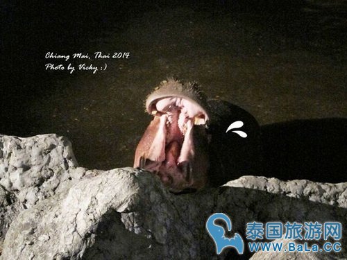 清迈夜间攻略详细版(交通、门票、官网、时间表)