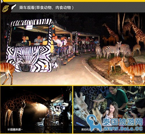 清迈夜间攻略详细版(交通、门票、官网、时间表)