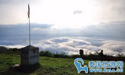 清迈樱花观赏攻略  没想到清迈还有这么美的地方