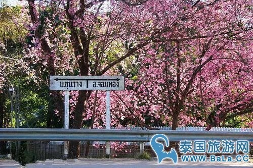 清迈樱花观赏攻略  没想到清迈还有这么美的地方